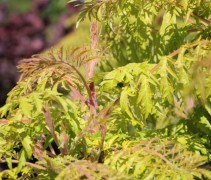 Rhus 'Tiger Eyes' uitlopend blad