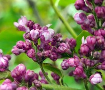 Syringa vulgaris 'Belle de Nancy' 