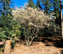 Amelanchier lamarckii aangeplant in bostuin