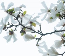 Magnolia Loebnerii 'Merrill