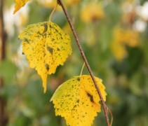 Prieelberk, treurboom, herfst verkleuring blad