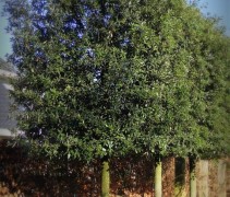 Quercus Ilex