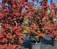Acer palmatum 'Jerre Schwartz' - Japanse Esdoorn 'Jerre Schwartz' - 1