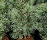 Pinus monticola 'Ammerland' - Westerse witte den - 1