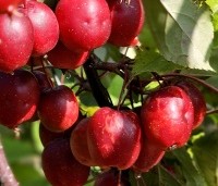 Malus Red Obelisk - Sierappel met donkerrode sierappels - 1