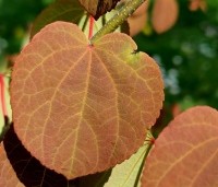 Cercidiphyllum japonicum  - Katsuraboom - 1