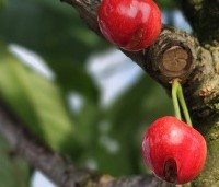 Prunus avium 'Stella' - Prunus avium 'Stella' - 4