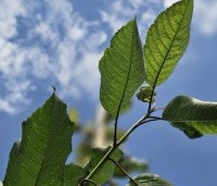 Prunus avium 'Stella' - Prunus avium 'Stella' - 2
