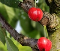 Prunus avium 'Stella' - Prunus avium 'Stella' - 3