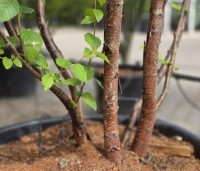 Betula albosinensis 'Fascination' - Chinese rode berk - 2