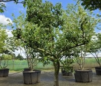 Pyrus com. 'Conference' - Pyrus com. 'Conference' - 2
