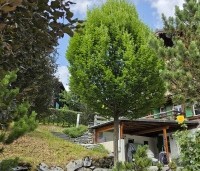Carpinus betulus 'Fastigiata' - Haagbeuk 'Fastigiata' - top is gesnoeid bij deze zuilvormig groeiende haagbeuk