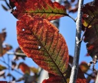 Prunus padus 'Colorata' - Vogelkers - 5