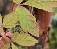 Acer griseum - Papieresdoorn - 1