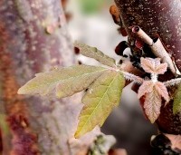 Acer griseum - Papieresdoorn - 2