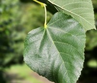 Tilia x europaea 'Euchlora' - Linde - 4