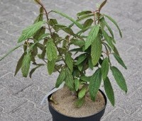 Viburnum rhytidophyllum - Sneeuwbal - 1