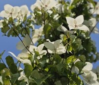cornus kousa var chinensis - cornus kousa var chinensis - 4