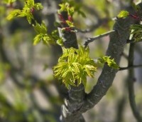 Acer palmatum 'Shishigashira' - Japanse Esdoorn 'Shishigashira' - 1