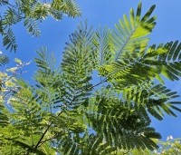 Albizia julibrissin - Perzische slaapboom - 2