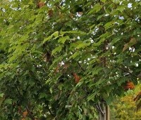Acer rubrum - Rode Esdoorn - 2