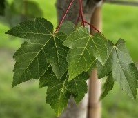 Acer rubrum - Rode Esdoorn - 3