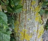 Ulmus Columella - Hollandse resistente zuil-iep - 2