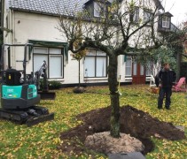 Malus domestica 'Elstar'   (aanplantwerk boomspecialisten Ten Hoven Bomen)