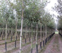 Malus domestica 'Elstar' hoogstam 12-14-16