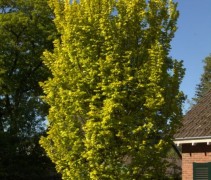 Ulmus Wredei