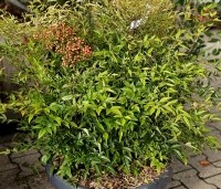 Nandina domestica - Hemelse bamboe - 2