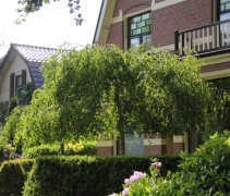 Betula pendula 'Youngii'