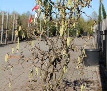 Corylus Avellana 'Contorta'