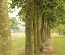 Tilia tomentosa