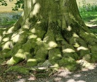 Fagus sylvatica - Groene beuk - 7