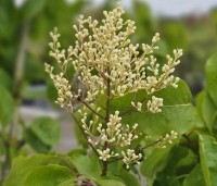Syringa pekinensis 'China Snow' - Chinese sering 'China Snow' - 2