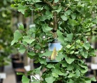 Ginkgo biloba fastigiata 'Blagon' - Japanse Notenboom 'Blagon' - 2