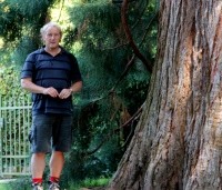 Sequoiadendron giganteum 'Glaucum' - Mammoetboom 'Glaucum' - 4