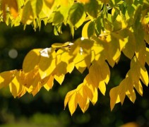 Doodsbeenderenboom met groen geel blad in de herfst