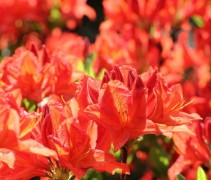 Rhododendron 'Kosters Brilliants Red' met vuurrode bloemen