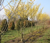 Toverhazelaar 'Arnolds Promise', meerstammige bomen op onze boomkwekerij te Apeldoorn, Gelderland