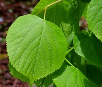 Tilia x europaea 'Pallida' - Koningslinde - 2