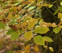 Carpinus betulus - Haagbeuk - 4