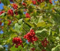 Viburnum opulus - Gelderse Roos - 2