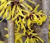 Hamamelis x intermedia 'Westerstede'  - Toverhazelaar 'Westerstede' - 1