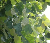 Tilia tomentosa 'Brabant' blad