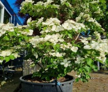 Cornus kousa Venus