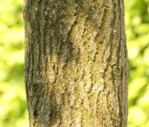 Morus alba 'Fruitless' stam