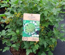 Viburnum opulus 'Compactus'