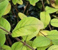 Lonicera caerulea 'Kamtschatica' - Honingbes 'Kamtschatica' - 2